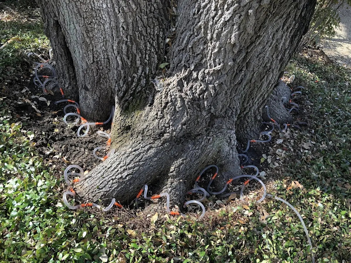 Detailed Tree Cabling and Bracing job site in Gough