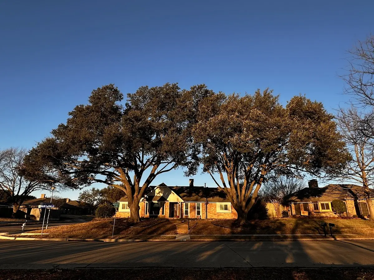 Established residential canopy tree shading a home in Gough